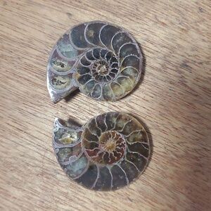 Ammonite Fossil Halves – Polished Interior with Iridescent Shell & Druzy Pockets